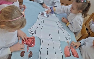 Dzieci układają organy wewnętrzne na modelu