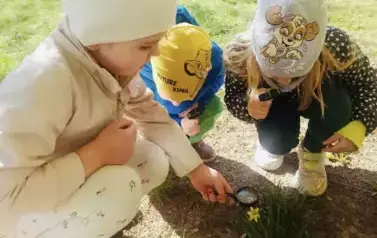Dzieci oglądają przez lupę żonkila 
