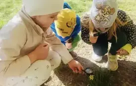 Dzieci oglądają przez lupę żonkila 
